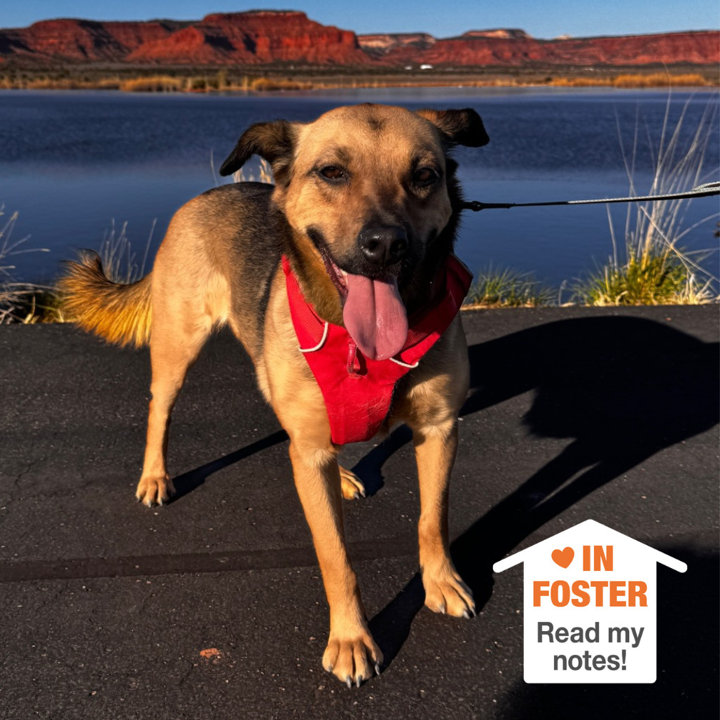 Shamrock, an adoptable German Shepherd Dog, Jack Russell Terrier in Kanab, UT, 84741 | Photo Image 1