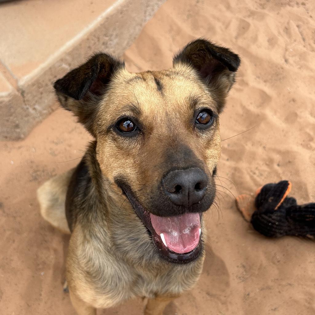 Shamrock, an adoptable German Shepherd Dog, Jack Russell Terrier in Kanab, UT, 84741 | Photo Image 2