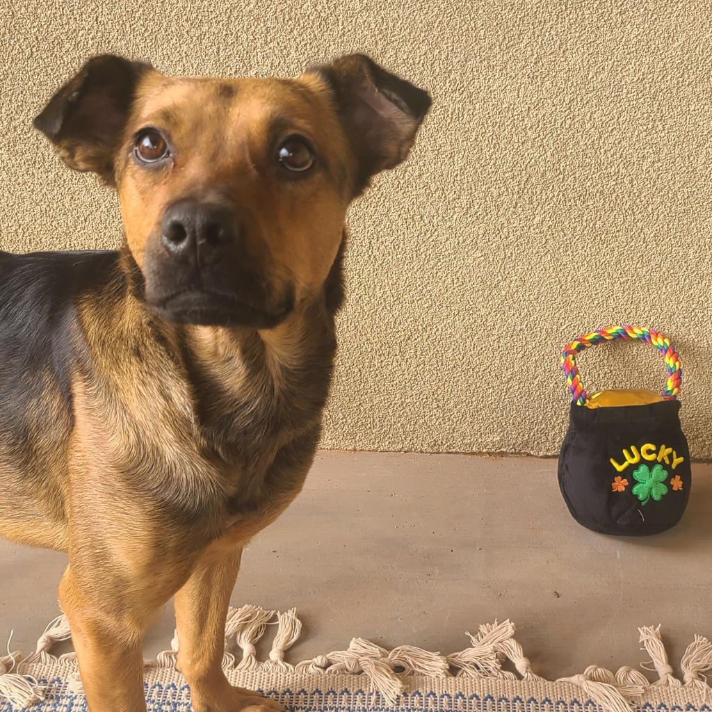 Shamrock, an adoptable German Shepherd Dog, Jack Russell Terrier in Kanab, UT, 84741 | Photo Image 5