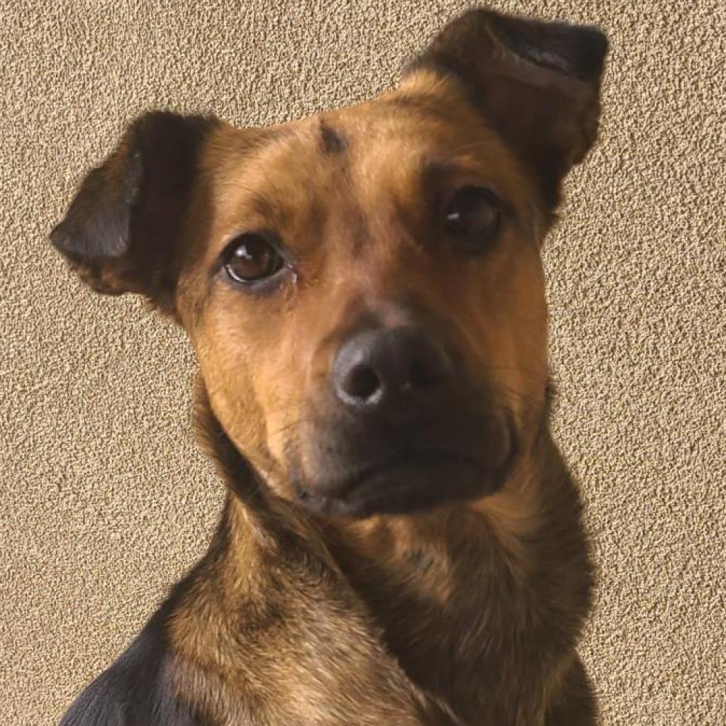 Shamrock, an adoptable German Shepherd Dog, Jack Russell Terrier in Kanab, UT, 84741 | Photo Image 6