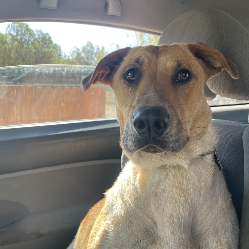 Mantis, an adoptable German Shepherd Dog, Hound in Kanab, UT, 84741 | Photo Image 1
