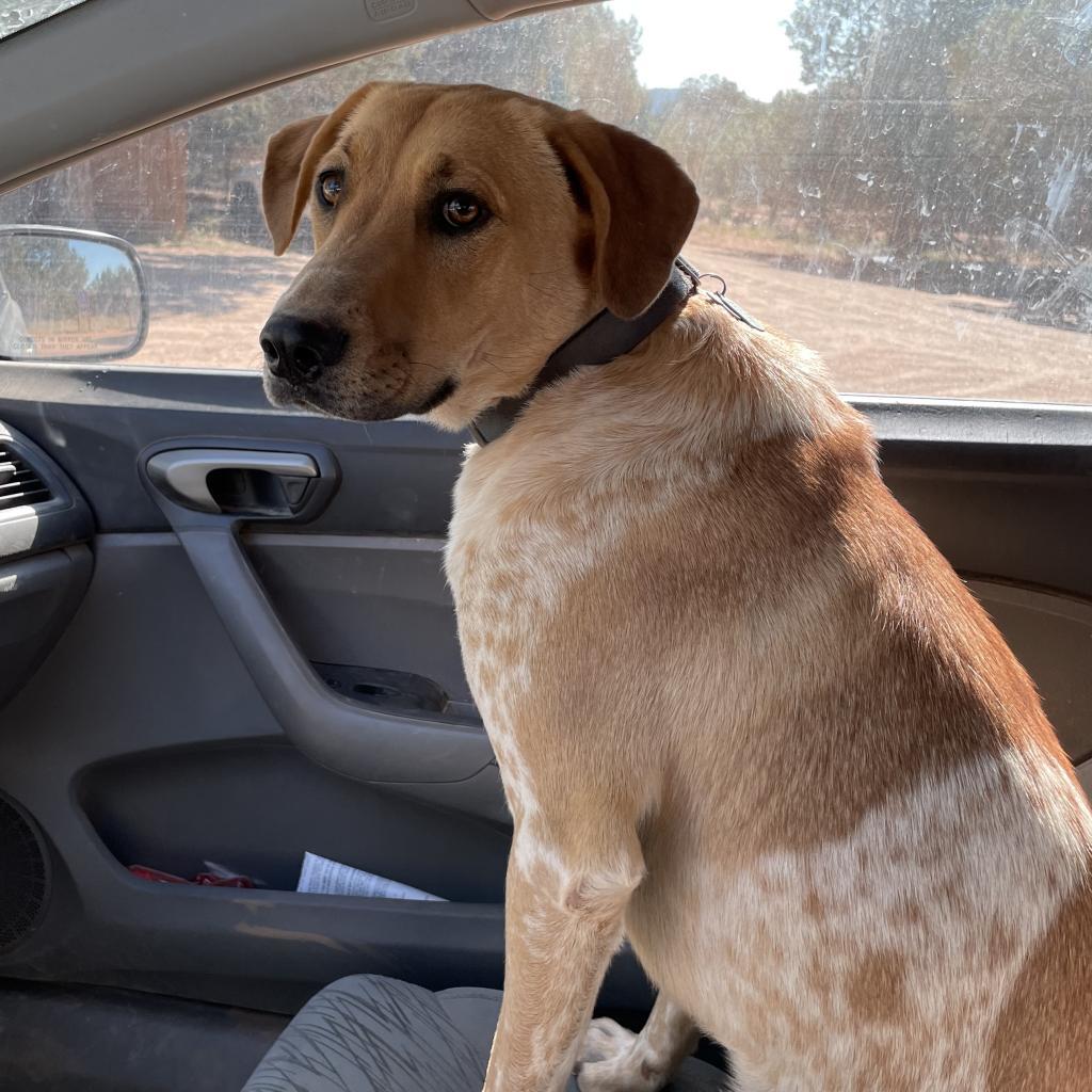 Mantis, an adoptable German Shepherd Dog, Hound in Kanab, UT, 84741 | Photo Image 2