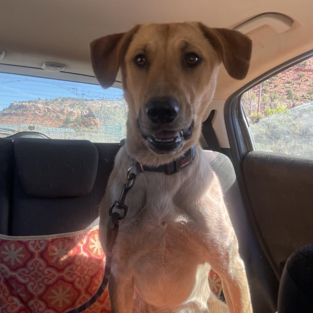 Mantis, an adoptable German Shepherd Dog, Hound in Kanab, UT, 84741 | Photo Image 3