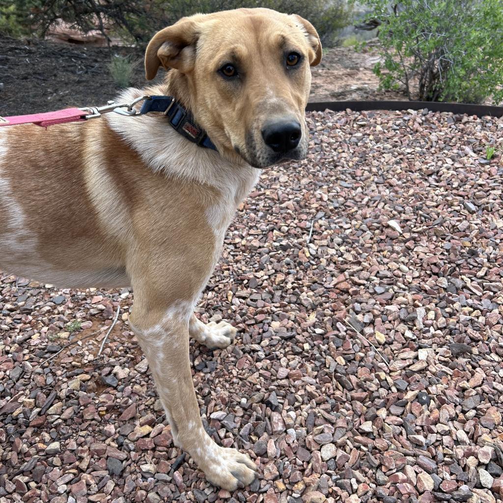 Mantis, an adoptable German Shepherd Dog, Hound in Kanab, UT, 84741 | Photo Image 4