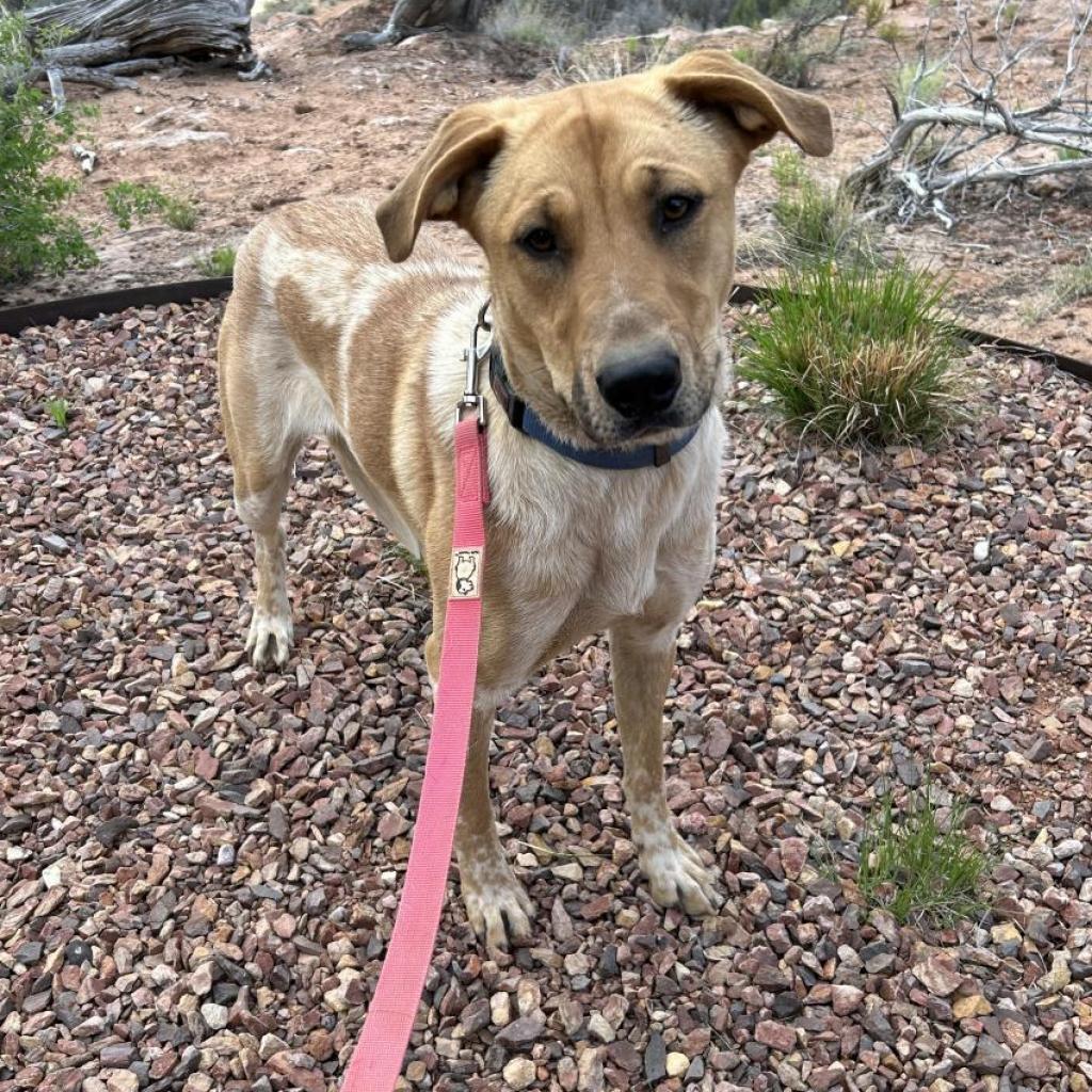 Mantis, an adoptable German Shepherd Dog, Hound in Kanab, UT, 84741 | Photo Image 5