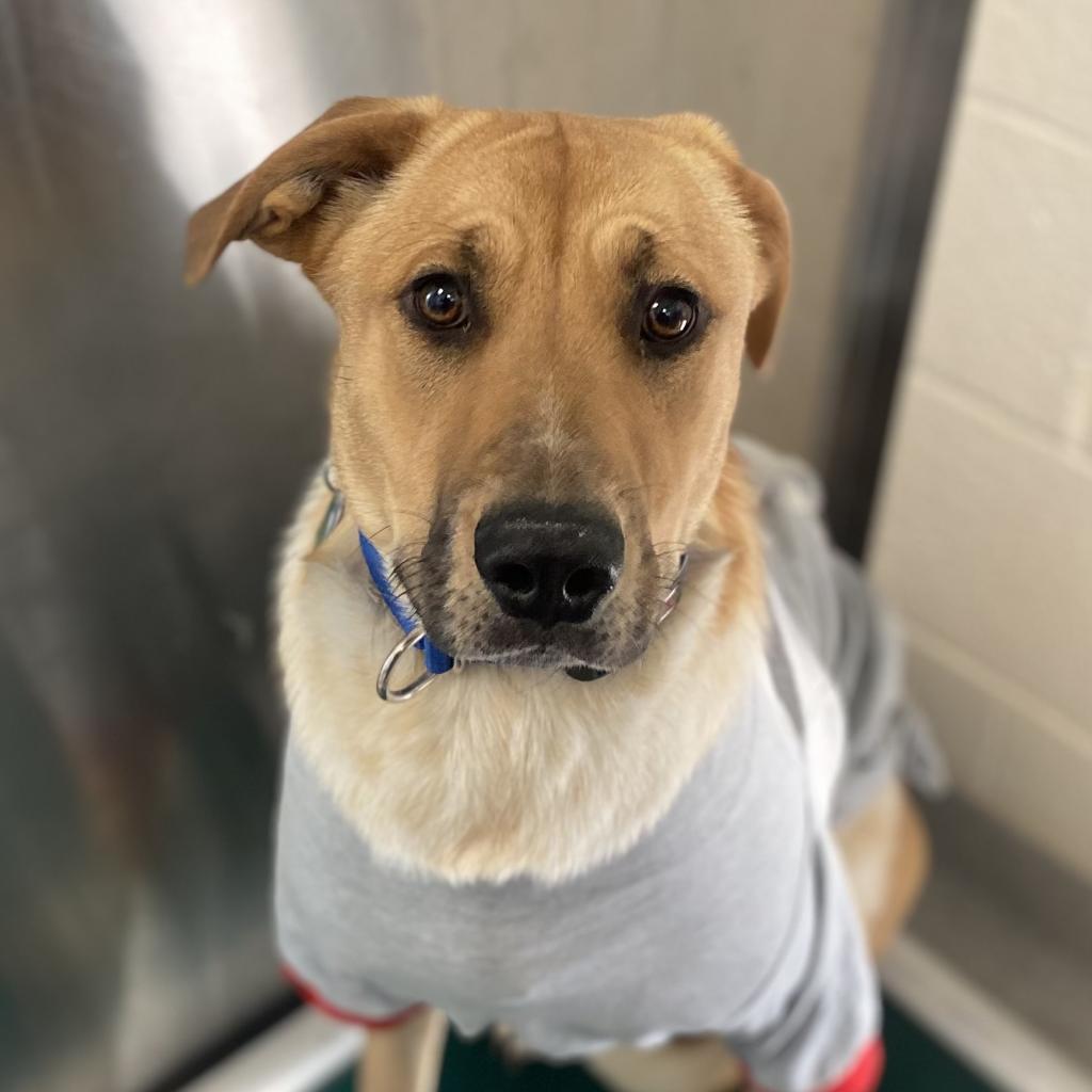 Mantis, an adoptable German Shepherd Dog, Hound in Kanab, UT, 84741 | Photo Image 6