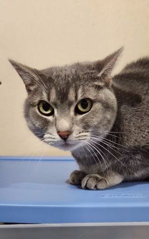 Cats for Adoption Near Ohio, OH