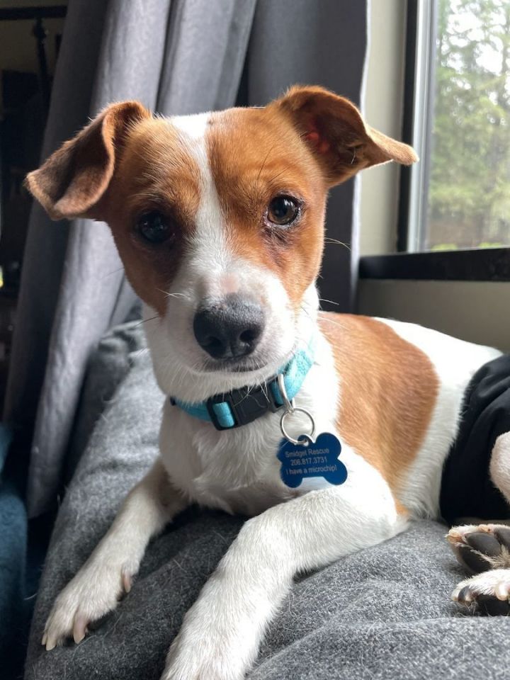 Jack Russell Terrier, Rehoming Rescue Dog