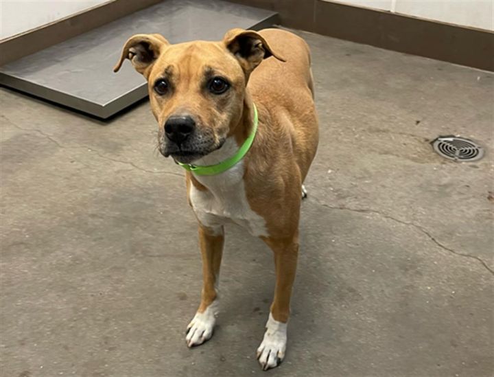 Dog for adoption - LUCY, a Boxer Mix in Tucson, AZ