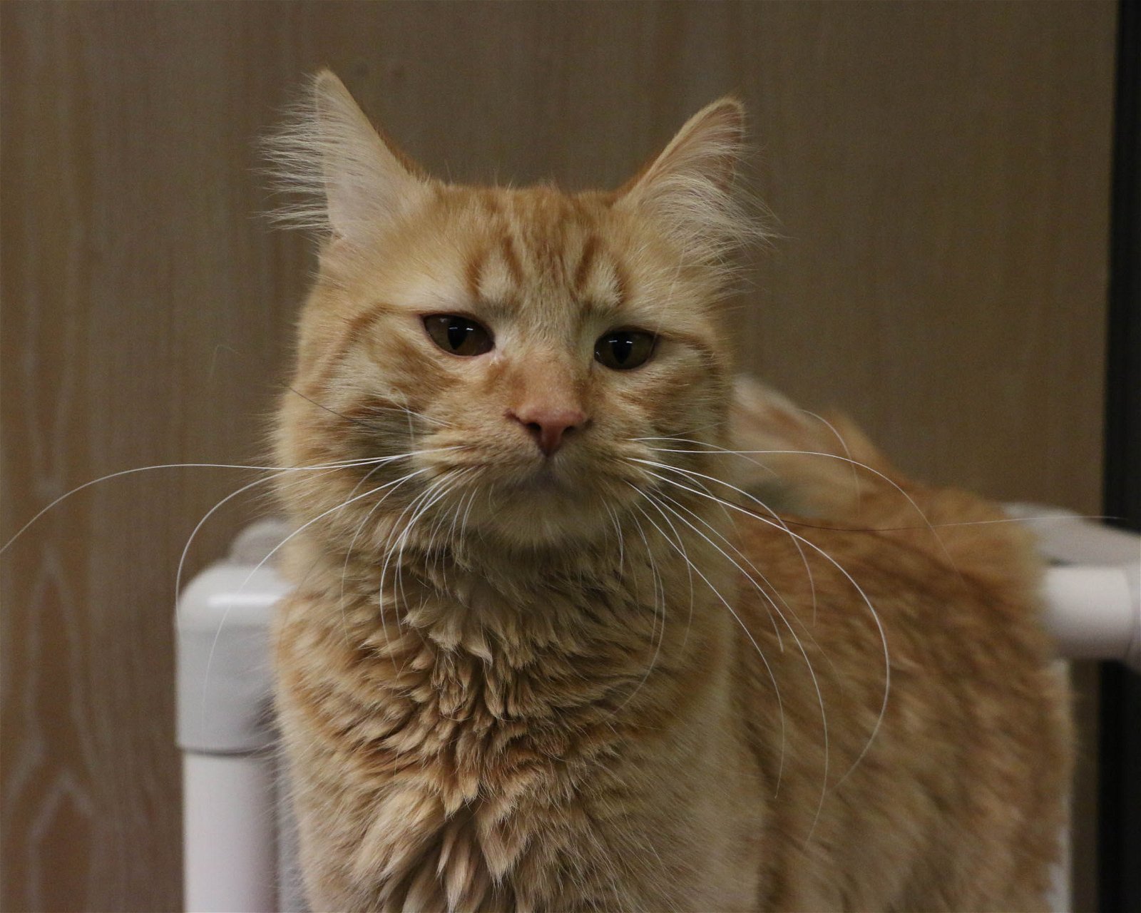 Roger, an adoptable Domestic Long Hair in Fargo, ND, 58103 | Photo Image 1