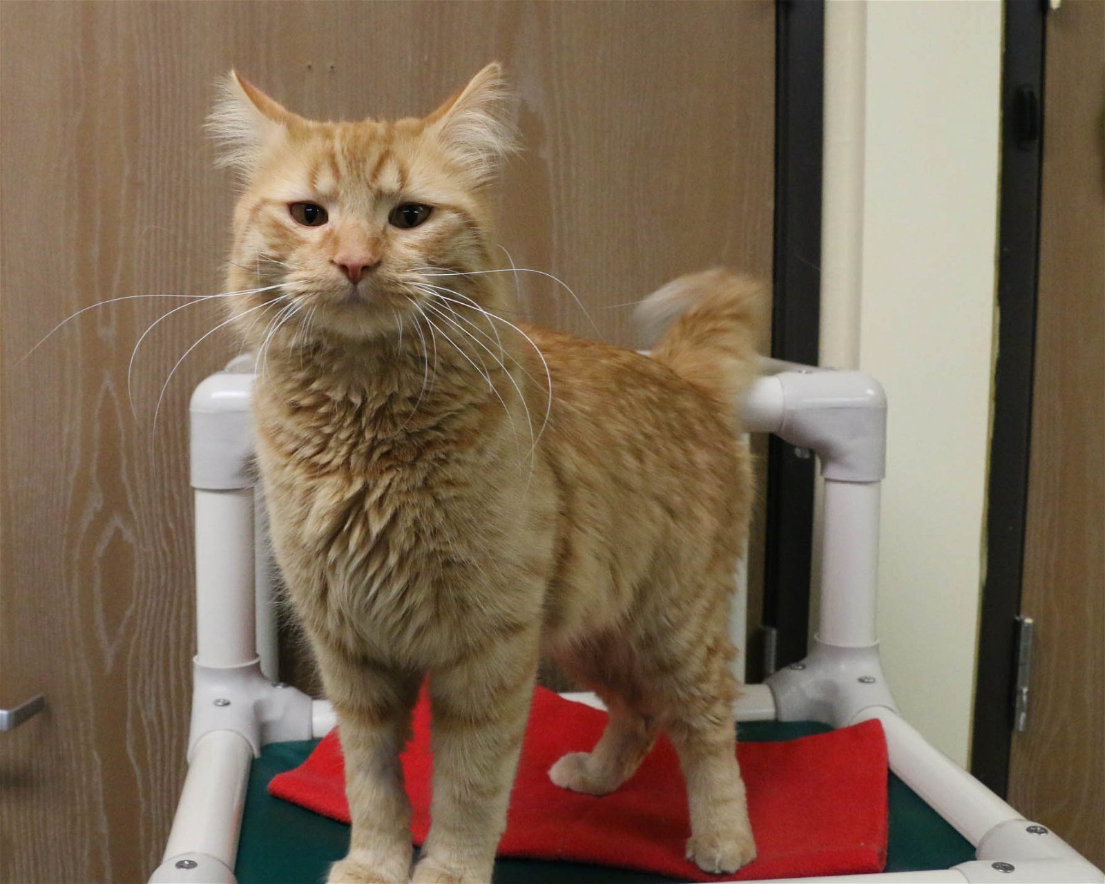 Roger, an adoptable Domestic Long Hair in Fargo, ND, 58103 | Photo Image 2
