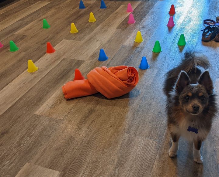 Dog for adoption - Spartan, a Papillon & Shetland Sheepdog / Sheltie Mix in  Palo Alto, CA | Petfinder