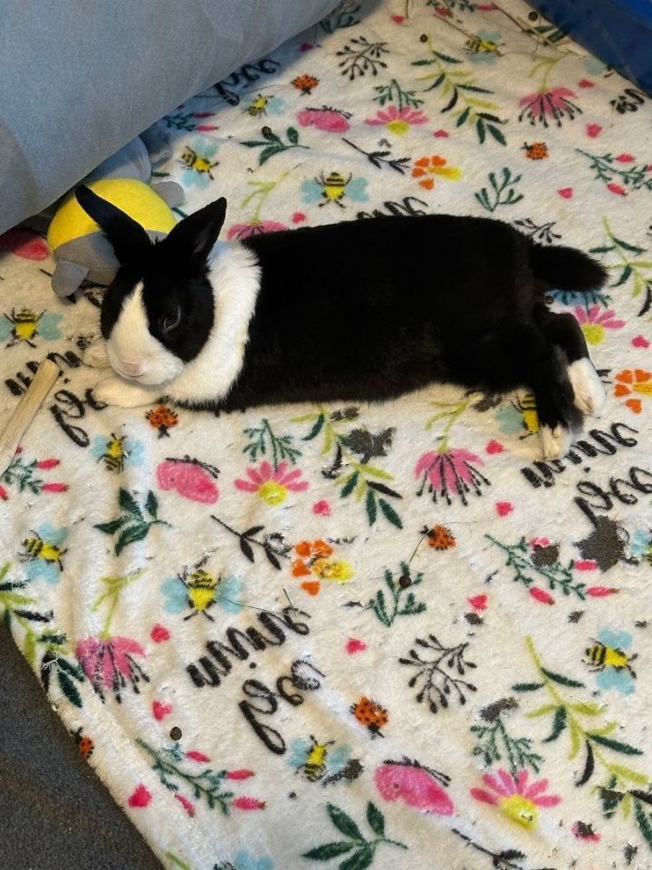 Rabbit for adoption Acorn a Dutch in San Antonio TX Petfinder