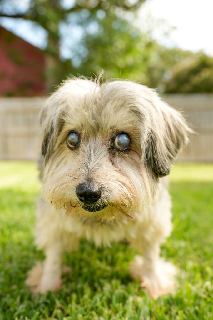 Uncle Traveling Matt, an adoptable Schnauzer, Poodle in College Station, TX, 77845 | Photo Image 1