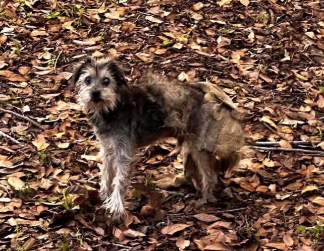 Uncle Traveling Matt, an adoptable Schnauzer, Poodle in College Station, TX, 77845 | Photo Image 2