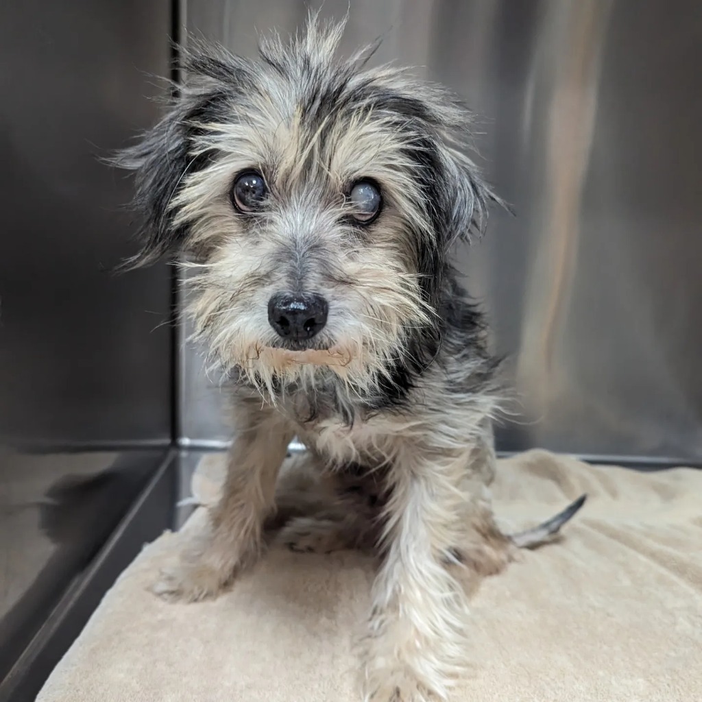 Uncle Traveling Matt, an adoptable Schnauzer, Poodle in College Station, TX, 77845 | Photo Image 3