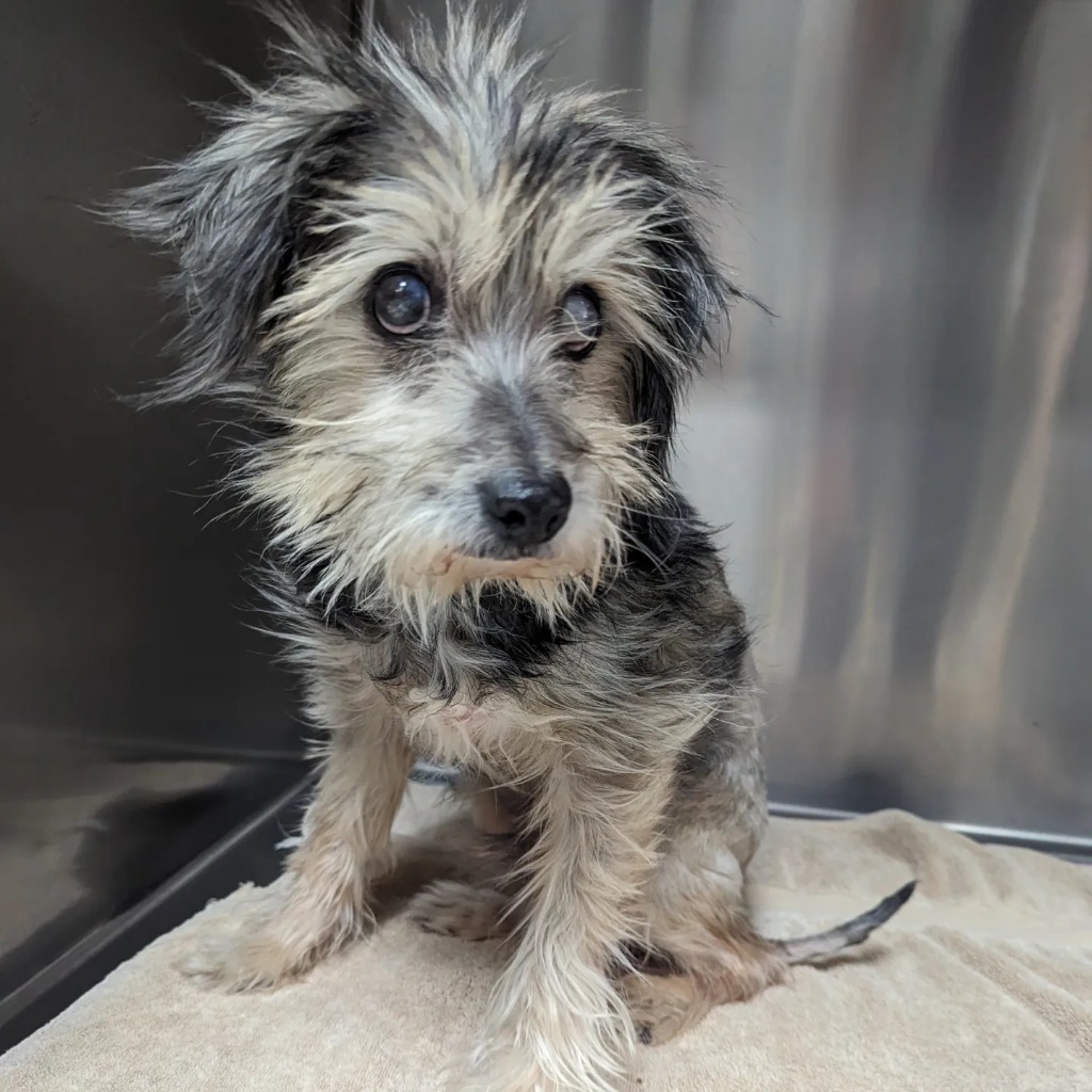 Uncle Traveling Matt, an adoptable Yorkshire Terrier, Schnauzer in College Station, TX, 77845 | Photo Image 4