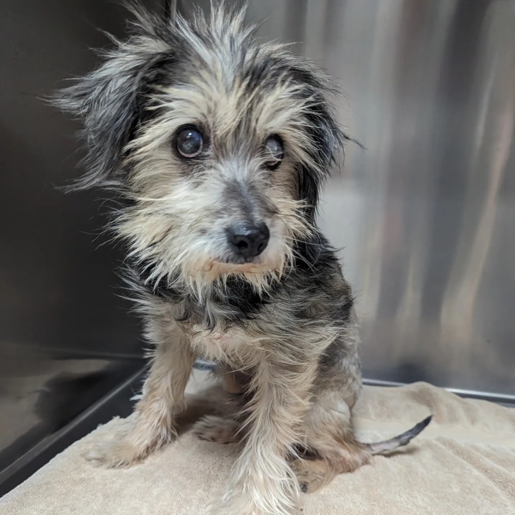 Uncle Traveling Matt, an adoptable Schnauzer, Poodle in College Station, TX, 77845 | Photo Image 4