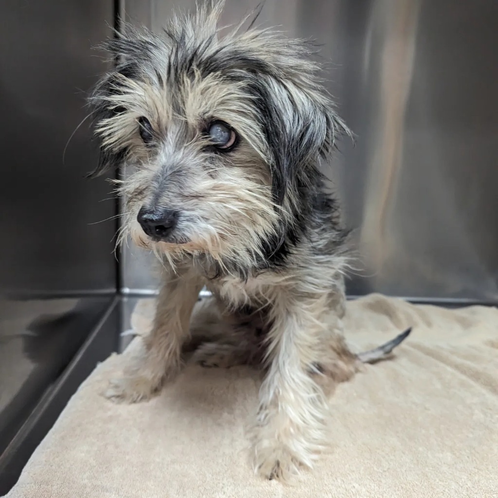 Uncle Traveling Matt, an adoptable Schnauzer, Poodle in College Station, TX, 77845 | Photo Image 5