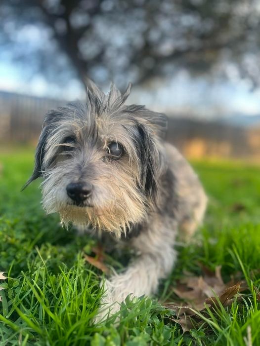 Uncle Traveling Matt, an adoptable Schnauzer, Poodle in College Station, TX, 77845 | Photo Image 6