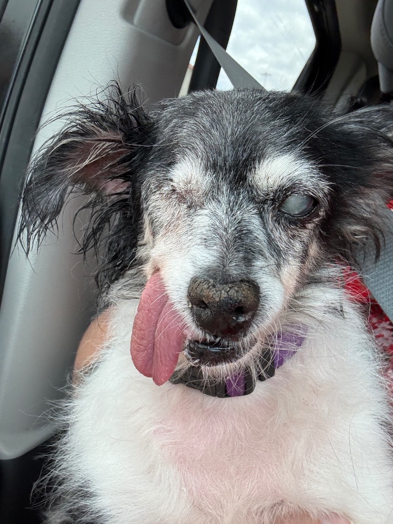 Mokey Fraggle, an adoptable Papillon, Schnauzer in College Station, TX, 77845 | Photo Image 1