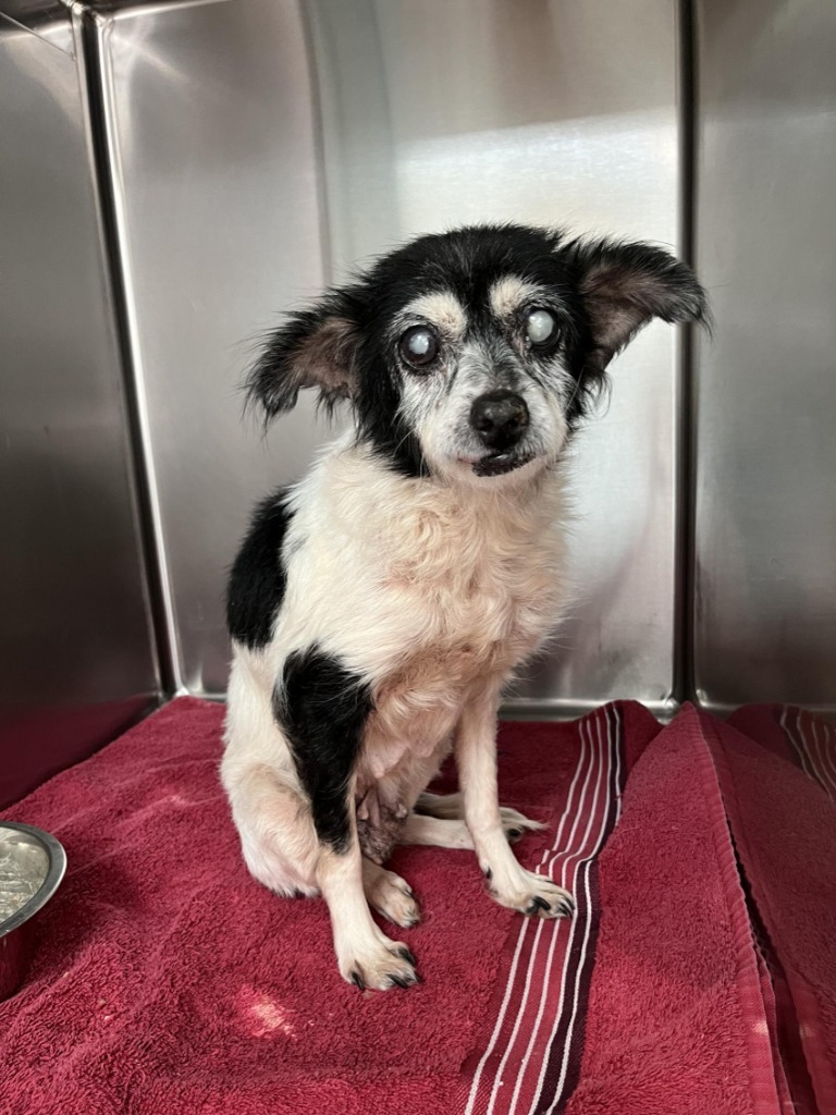 Mokey Fraggle, an adoptable Papillon, Schnauzer in College Station, TX, 77845 | Photo Image 2