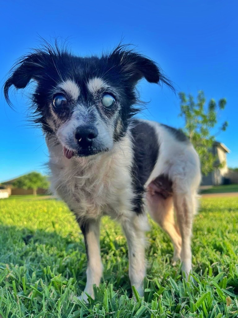 Mokey Fraggle, an adoptable Papillon, Schnauzer in College Station, TX, 77845 | Photo Image 5