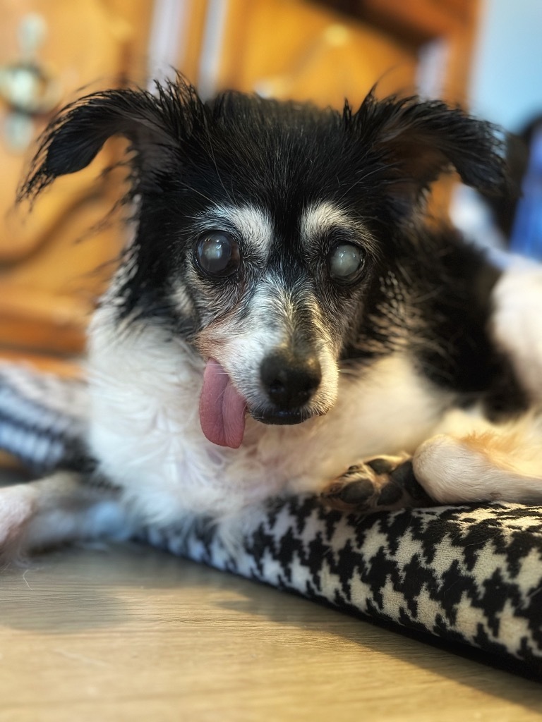 Mokey Fraggle, an adoptable Papillon, Schnauzer in College Station, TX, 77845 | Photo Image 6