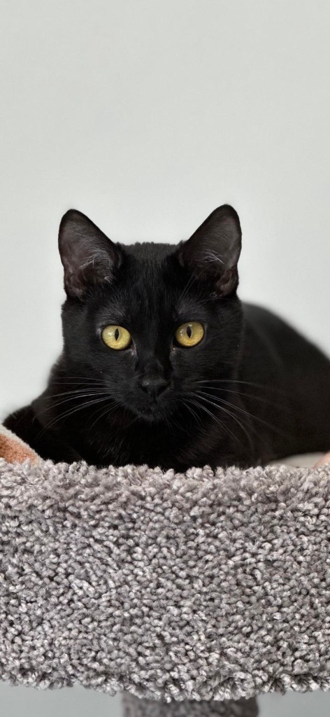 Melanie, an adoptable Domestic Short Hair in Brookings, OR, 97415 | Photo Image 1