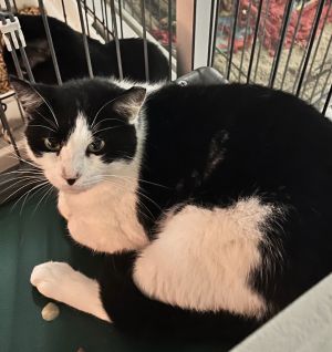 Jesse, Adult Female Domestic Medium Hair