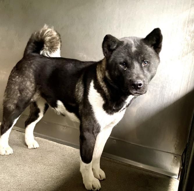 Dog for adoption - MIRANDA, an Akita in San Bernardino, CA | Petfinder