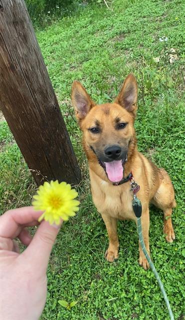 ELF, an adoptable German Shepherd Dog, Mixed Breed in Pasadena, TX, 77504 | Photo Image 1