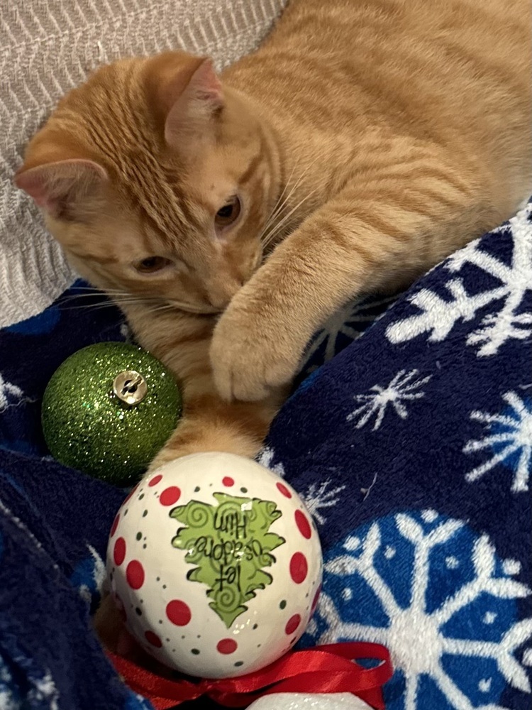 Cheddar, an adoptable Domestic Short Hair in Dawson, GA, 31742 | Photo Image 1