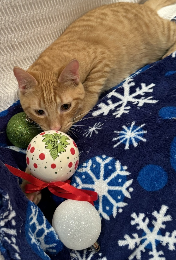 Cheddar, an adoptable Domestic Short Hair in Dawson, GA, 31742 | Photo Image 3