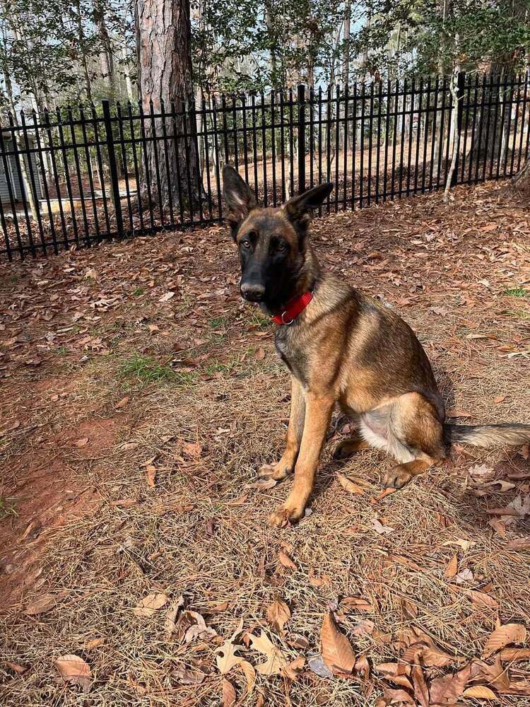 Rosie - located in NC
