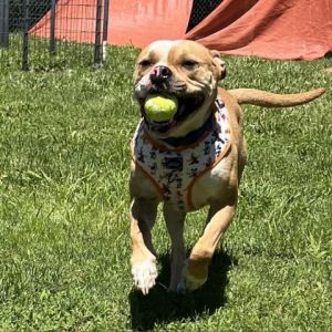 Great personality Loves snacks obsessed with tennis balls Dogs  Puppies Adoption Fee are by ag