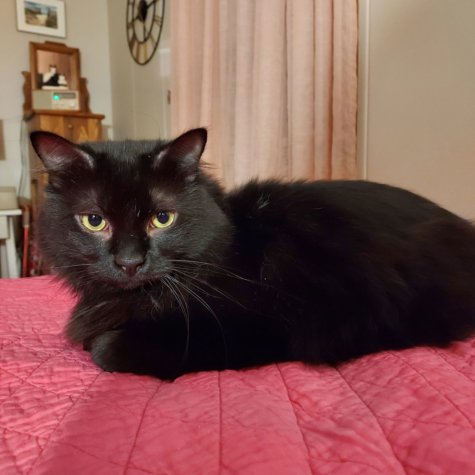 Lou 3 years, an adoptable Domestic Long Hair in Sterling, MA, 01564 | Photo Image 1