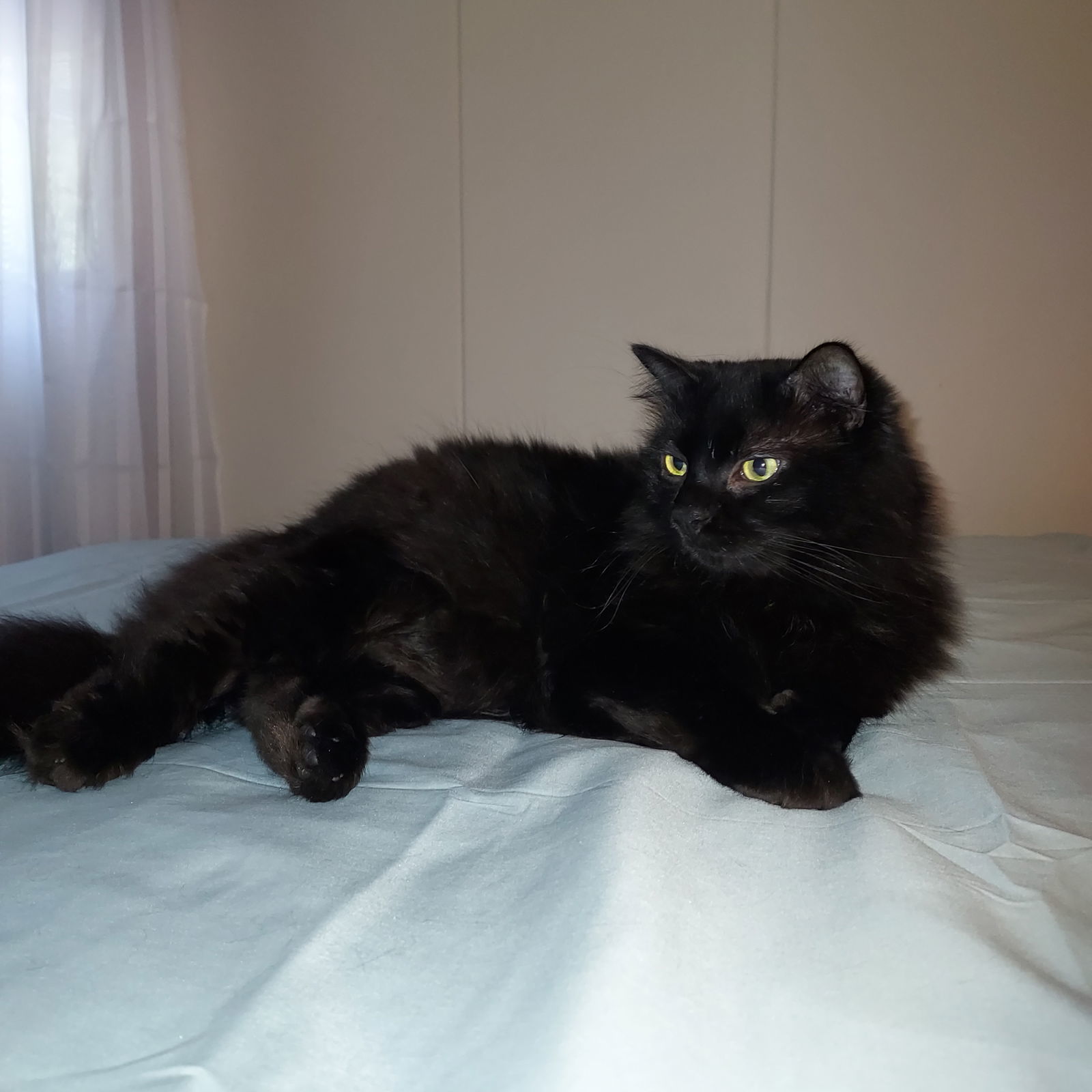 Lou 3 years, an adoptable Domestic Long Hair in Sterling, MA, 01564 | Photo Image 2