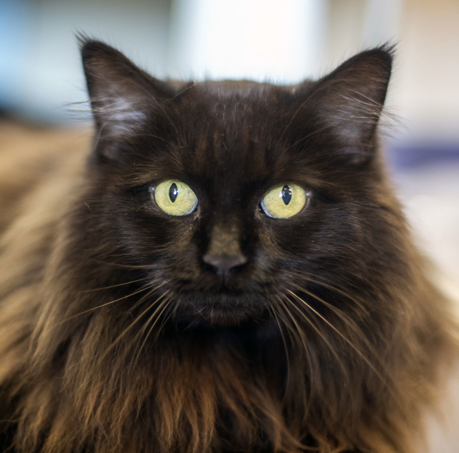 Lou 3 years, an adoptable Domestic Long Hair in Sterling, MA, 01564 | Photo Image 3