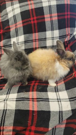 High maintenance bonded couple Opie comes with a partner Sweet Pea Opie is the light browntan fuz