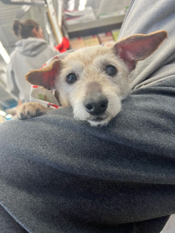 Dog for adoption Danson, a Terrier Mix in Painesville, OH Petfinder