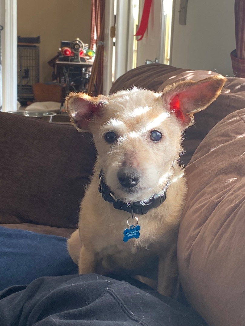 Dog for adoption Danson, a Terrier Mix in Painesville, OH Petfinder