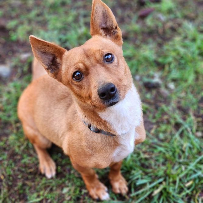 Dog for adoption - Zee, a Basenji & Dachshund Mix in Lakewood, WA ...