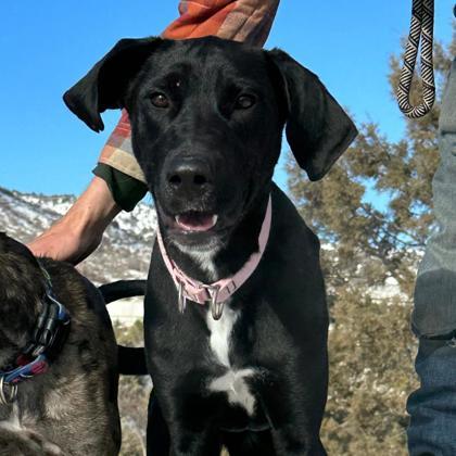 Gypsy, an adoptable Great Dane, Pit Bull Terrier in Durango, CO, 81301 | Photo Image 1