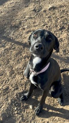 Gypsy, an adoptable Great Dane, Pit Bull Terrier in Durango, CO, 81301 | Photo Image 2