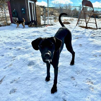 Gypsy, an adoptable Great Dane, Pit Bull Terrier in Durango, CO, 81301 | Photo Image 3