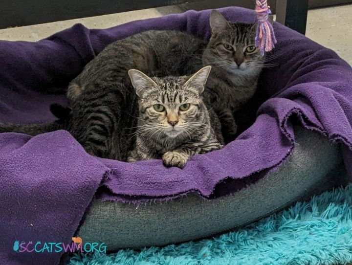Paris and Claudia, an adoptable Tabby in Grand Rapids, MI_image-1