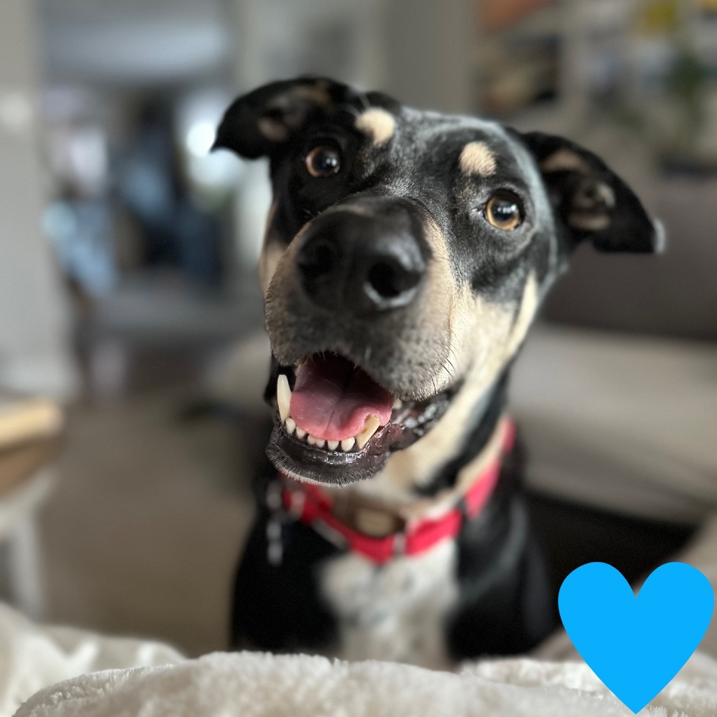 Buddy, an adoptable Shepherd in Chicago, IL, 60647 | Photo Image 1