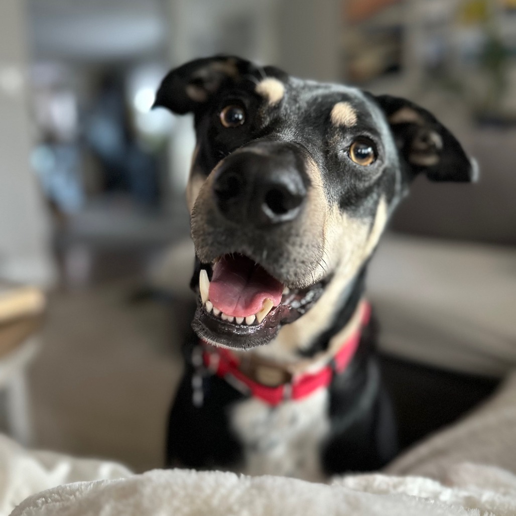 Buddy, an adoptable Shepherd in Chicago, IL, 60647 | Photo Image 6
