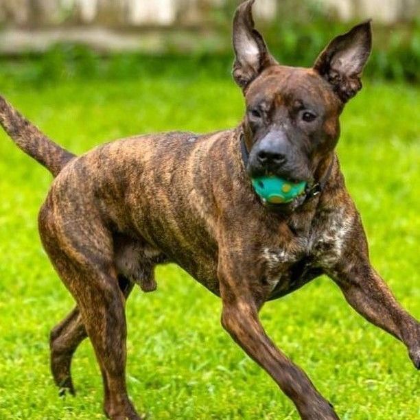 Mastiff best sale terrier mix